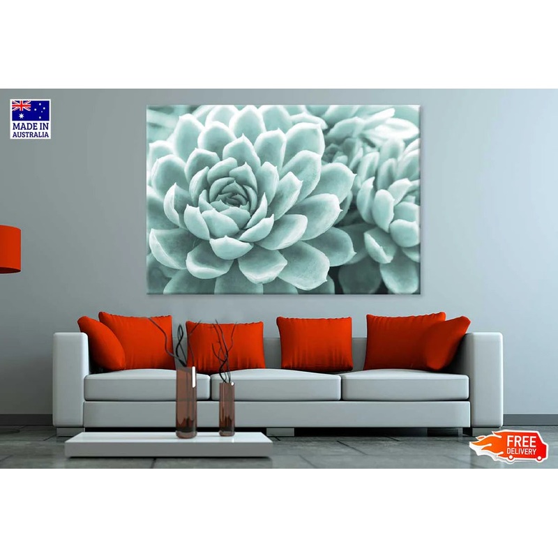Succulent Flower Closeup View Photograph 90x60cm Print 100% Australian Made