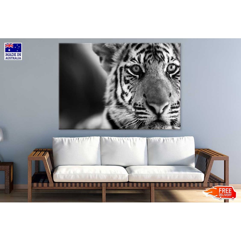 Tiger Face B&W Closeup Photograph 90x60cm Print 100% Australian Made