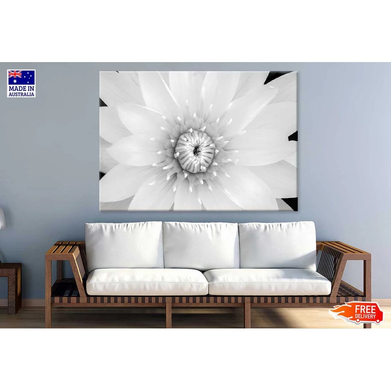 Water lily B&W View Photograph 90x60cm Print 100% Australian Made