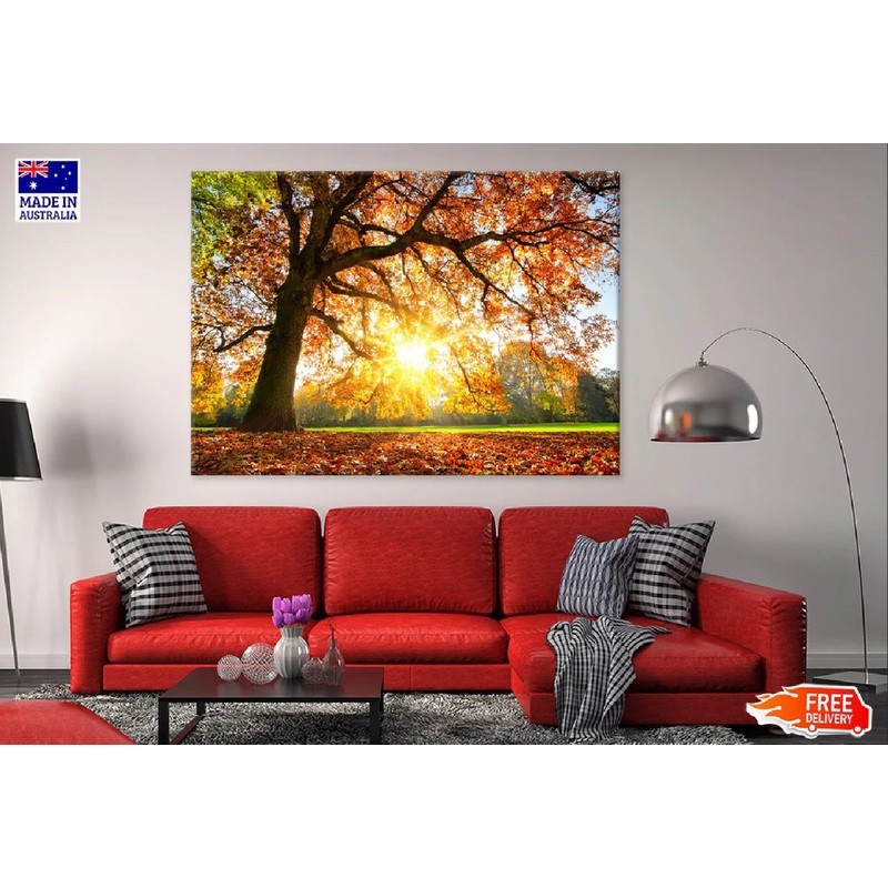 Autumn Tree with Sunshine Photograph 90x60cm Print 100% Australian Made