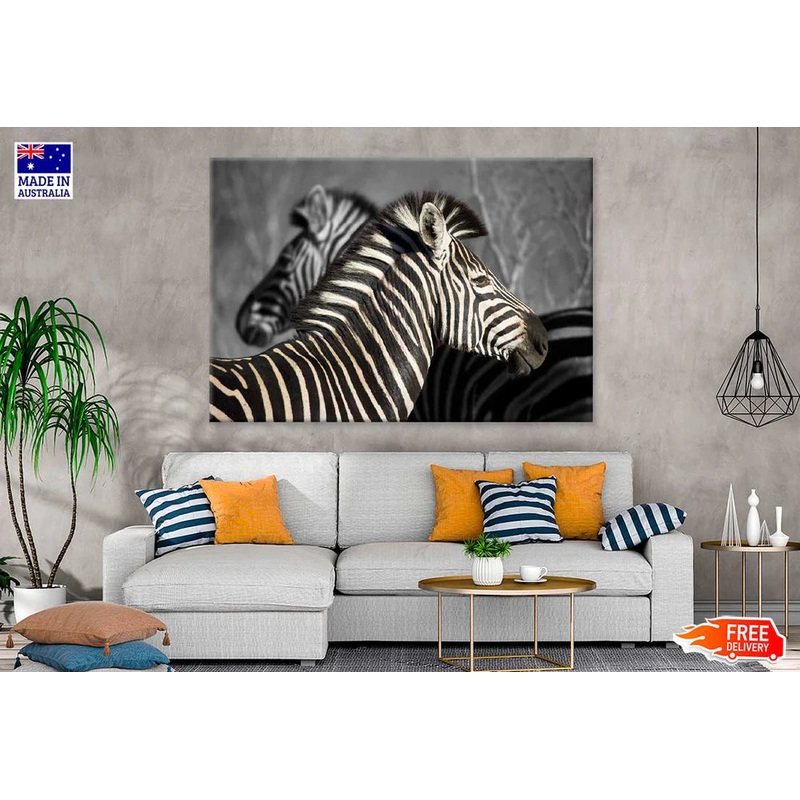 B&W Zebra in Forest View Photograph 90x60cm Print 100% Australian Made