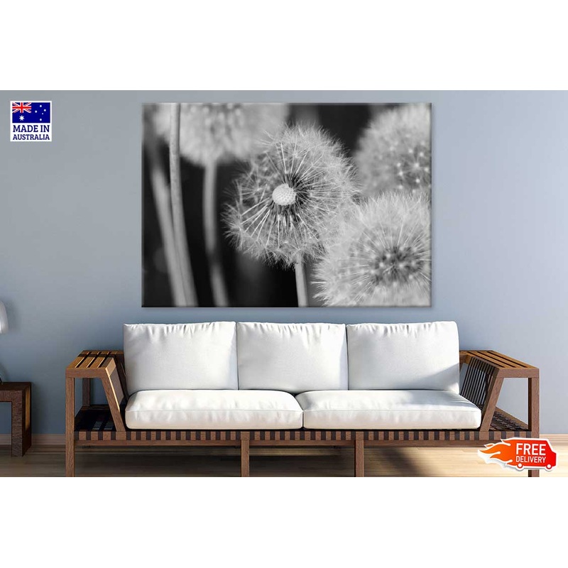 Dandelions Closeup B&W Photograph 90x60cm Print 100% Australian Made