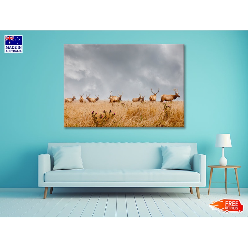 Herd of Wild Bull Elk with Antlers in California 90x60cm Print 100% Australian Made
