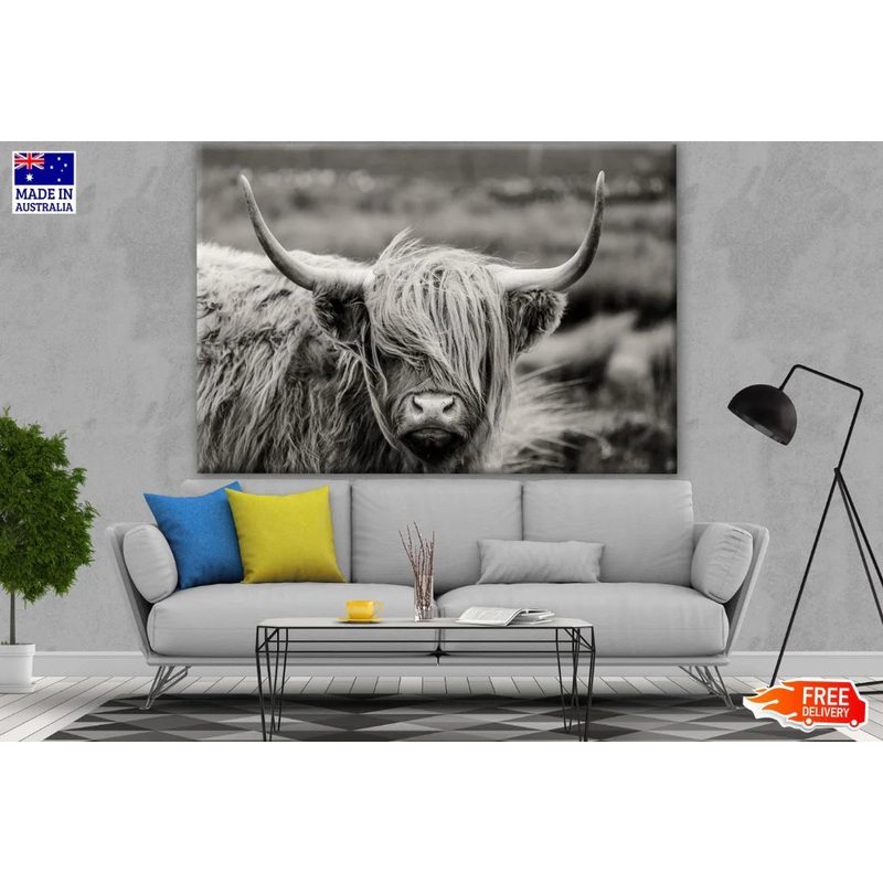 Highland Cow B&W Photograph 90x60cm Print 100% Australian Made