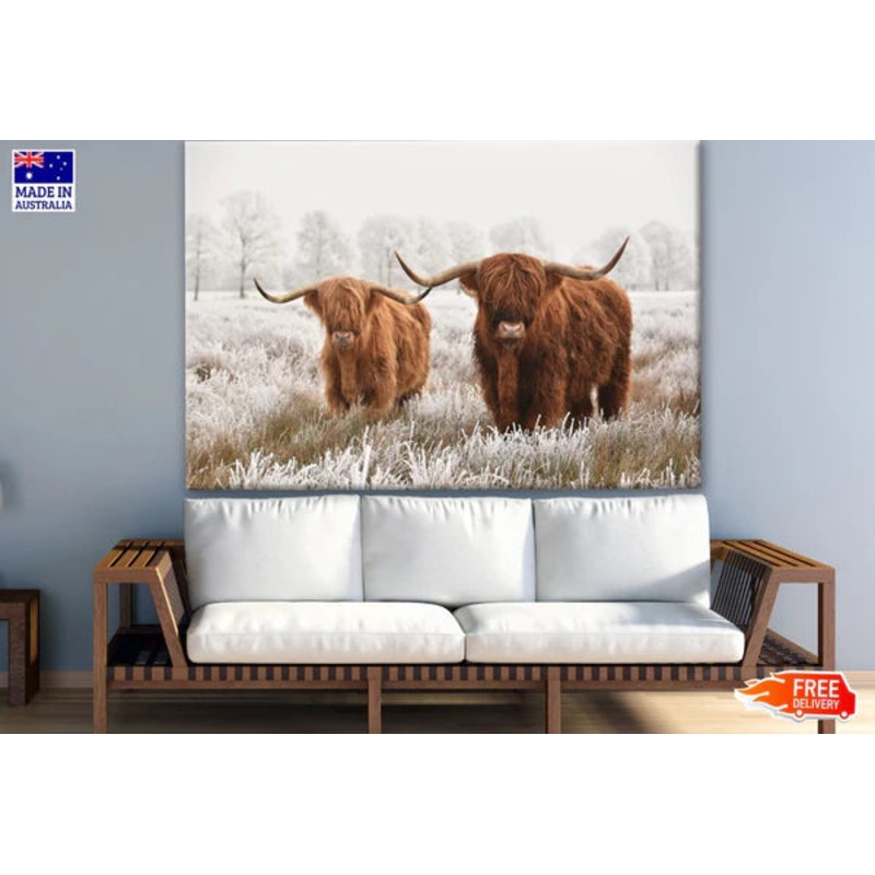 Highland Cows in Snow Forest Photograph 90x60cm Print 100% Australian Made