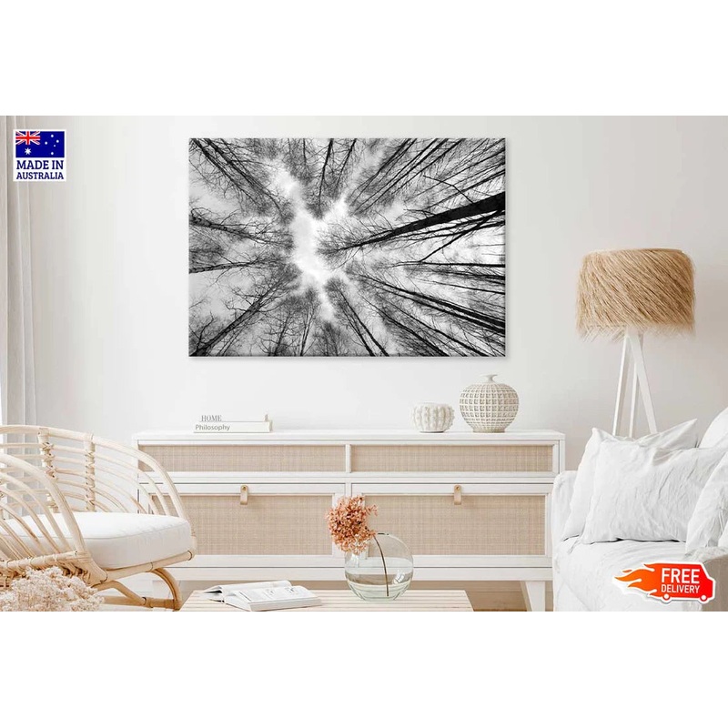 Large Leafless Trees B&W Below View Photograph 90x60cm Print 100% Australian Made