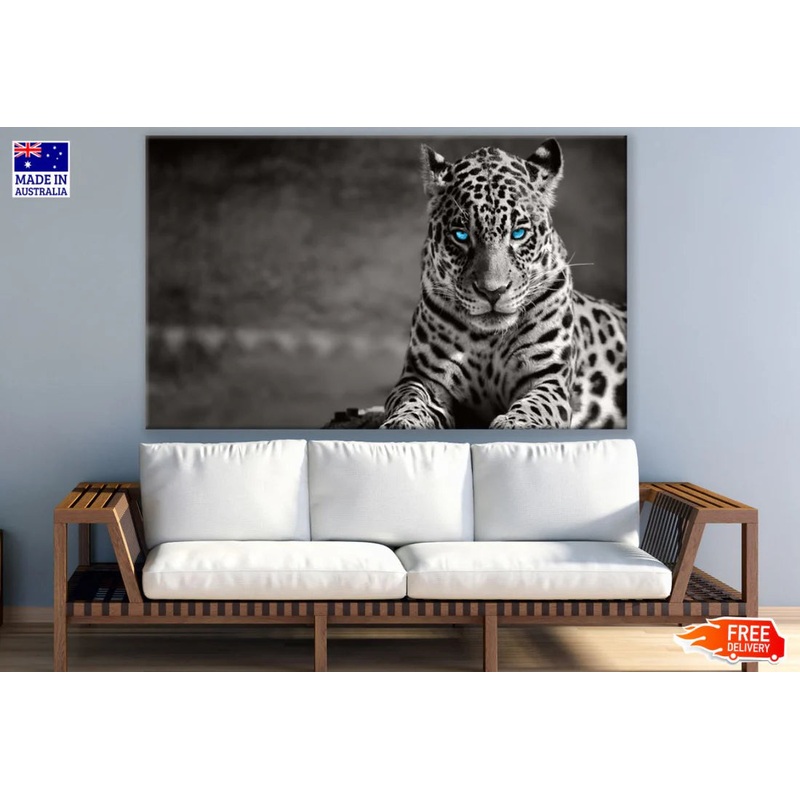 Leopard with Blue Eyes B&W View 90x60cm Print 100% Australian Made