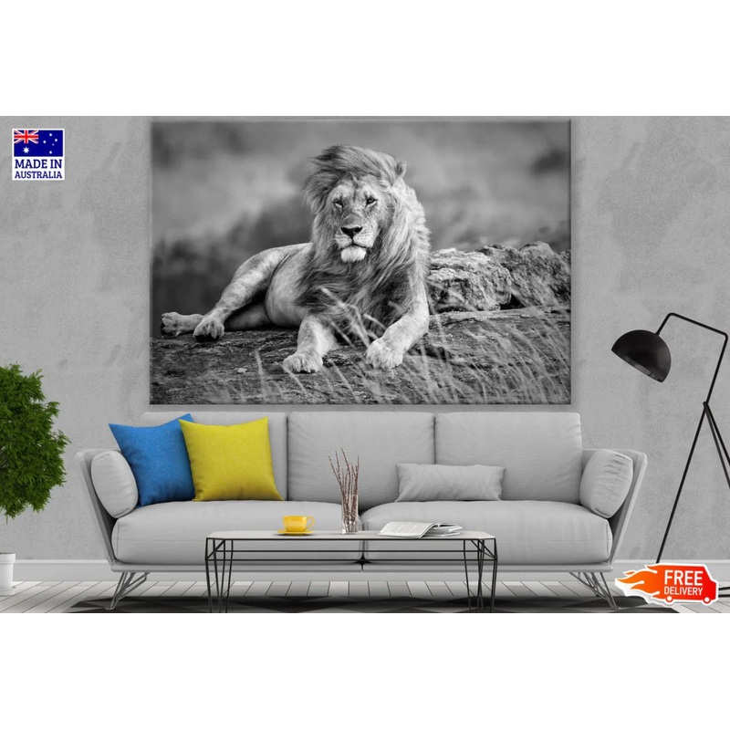Lion Portrait B&W Photograph 90x60cm Print 100% Australian Made