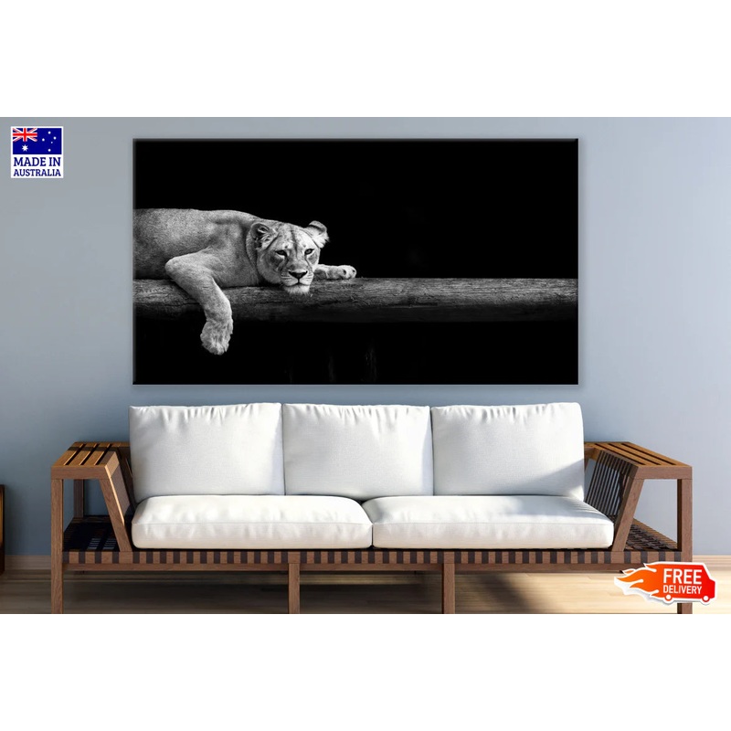 Lioness Laying on a Branch B&W 90x60cm Print 100% Australian Made