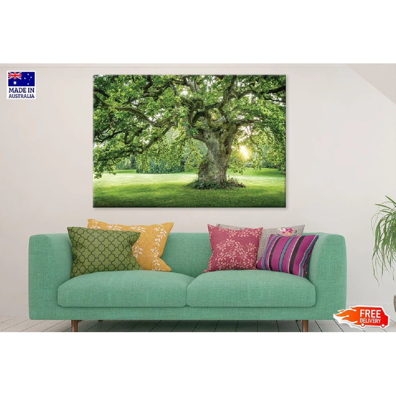 Old Big Green Tree on Garden View Photograph 90x60cm Print 100% Australian Made