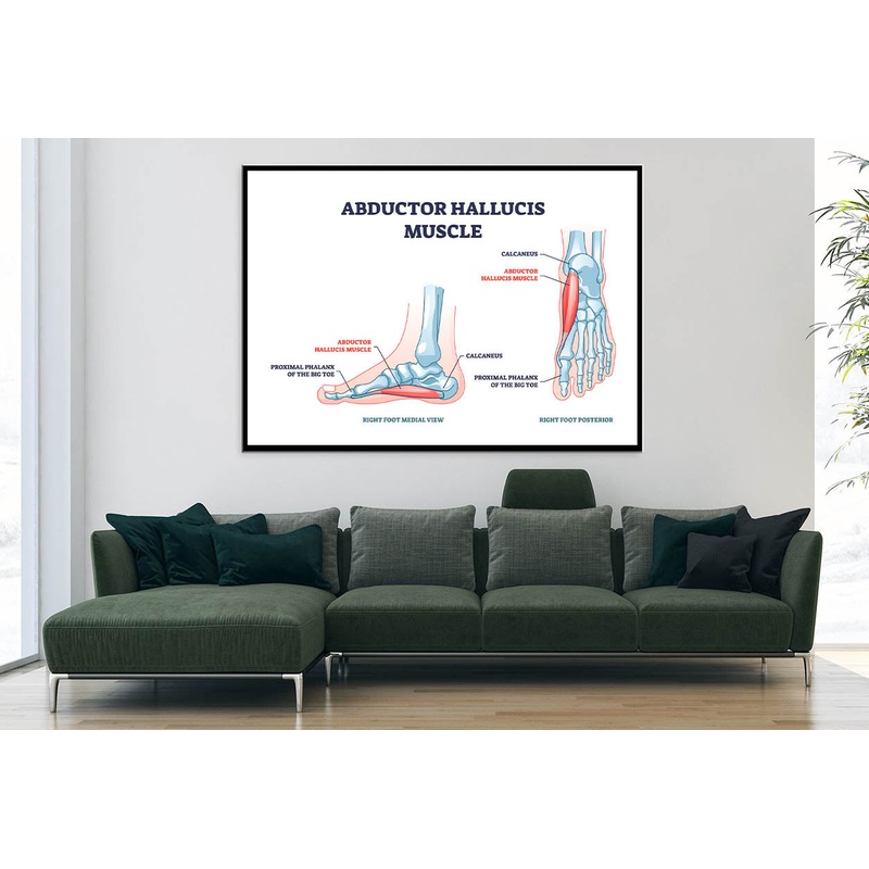 Abductor Hallucis Muscle with Leg Home Decor Premium Quality Poster Print Choose Your Sizes