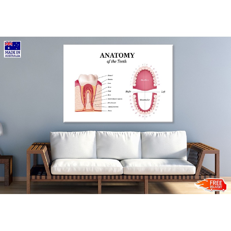 Adult Tooth Anatomy Chart Vector Art Print 100% Australian Made