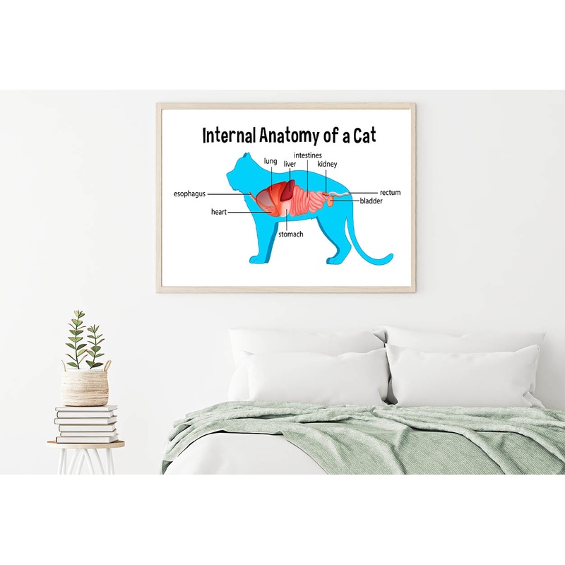 Anatomy Of a Domestic Cat Illustration Home Decor Premium Quality Poster Print Choose Your Sizes