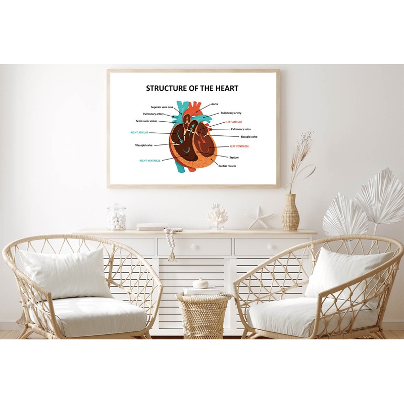 Anatomy Of Human Heart Home Decor Premium Quality Poster Print Choose Your Sizes