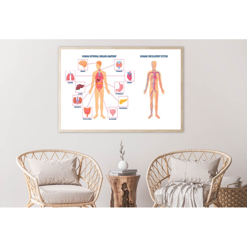 Anatomy Of the Human Body Home Decor Premium Quality Poster Print Choose Your Sizes
