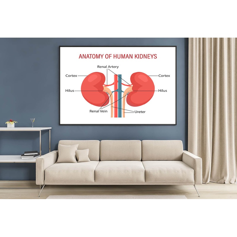 Anatomy Of the Human Kidney Home Decor Premium Quality Poster Print Choose Your Sizes