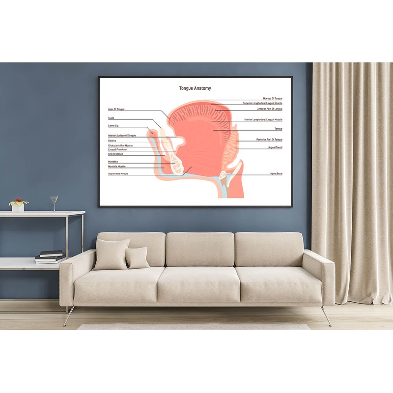 Anatomy Of the Mouth and Tongue Side View Home Decor Premium Quality Poster Print Choose Your Sizes