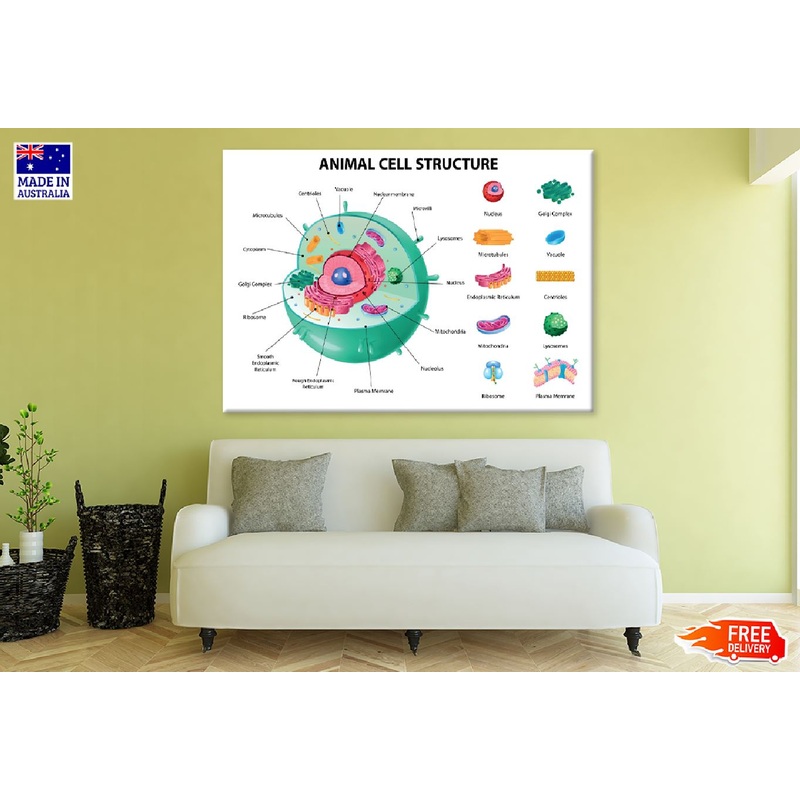 Animal Cell Anatomy Infographics Vector Art Print 100% Australian Made
