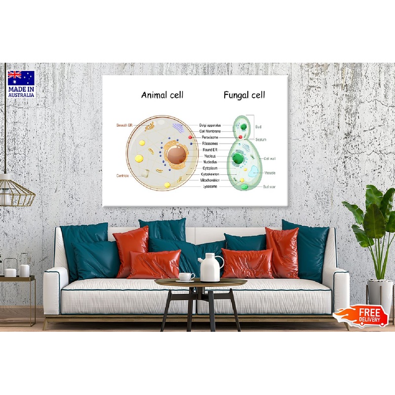 Animal Cell & Fungal Cell Anatomy Illustration Print 100% Australian Made