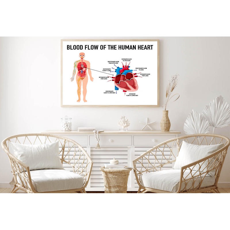 Blood Flow of Human Heart Illustration Home Decor Premium Quality Poster Print Choose Your Sizes