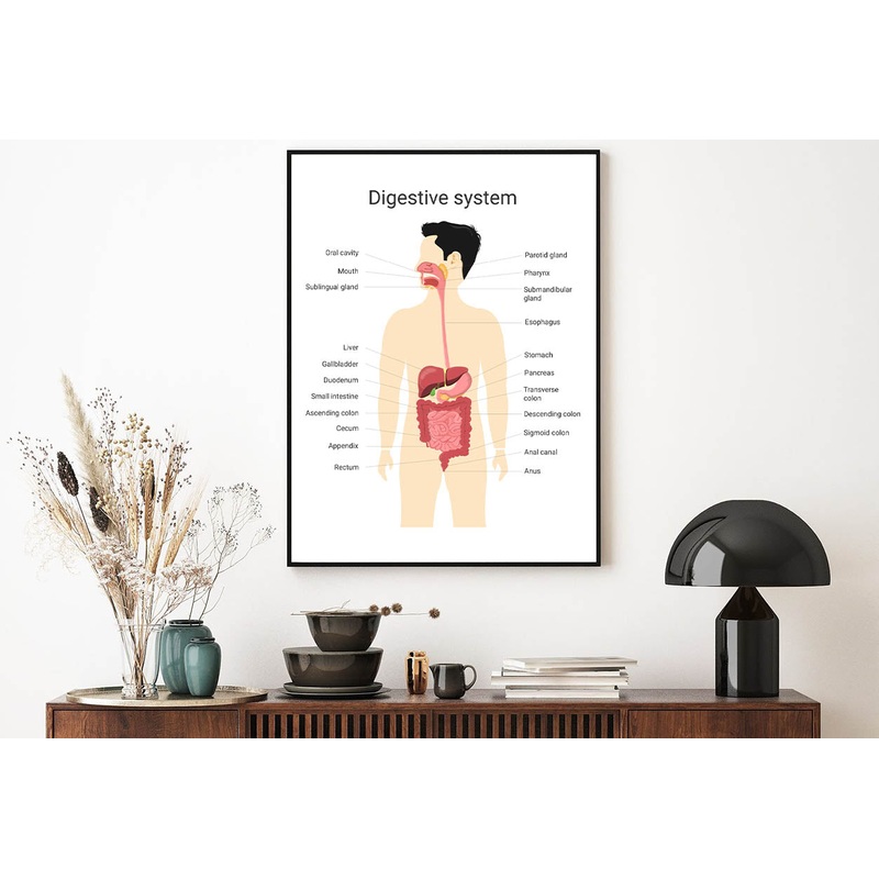 Digestive System of Human with Labels Home Decor Premium Quality Poster Print Choose Your Sizes