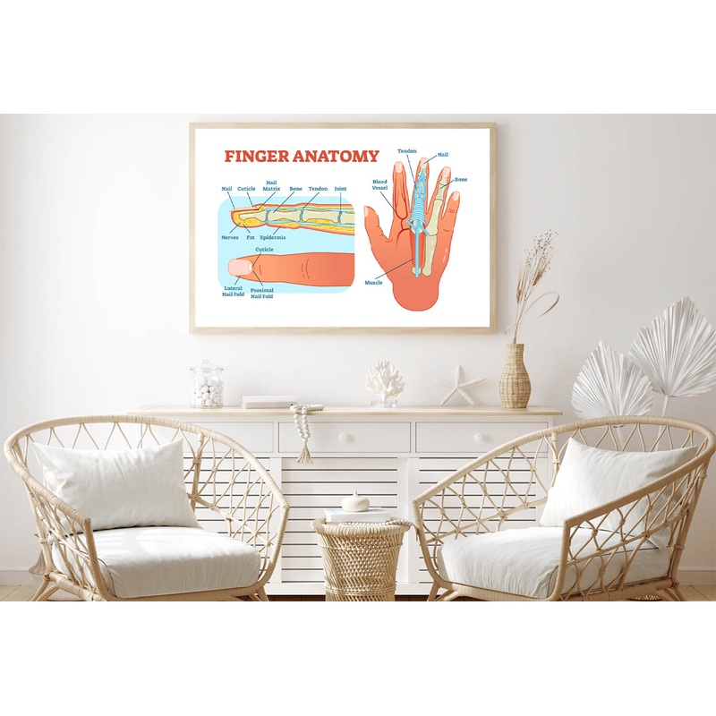 Finger Anatomy Medical Vector Home Decor Premium Quality Poster Print Choose Your Sizes
