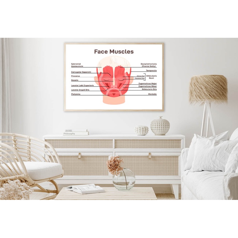 Head And Face Muscles Home Decor Premium Quality Poster Print Choose Your Sizes