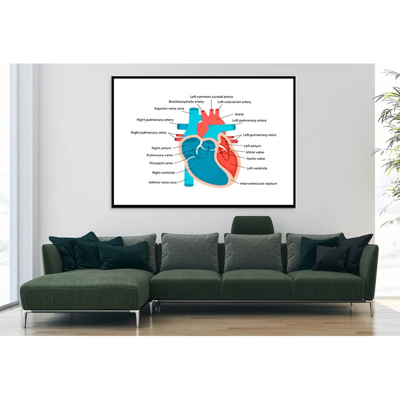 Heart Anatomy Close-Up with Descriptions Home Decor Premium Quality Poster Print Choose Your Sizes
