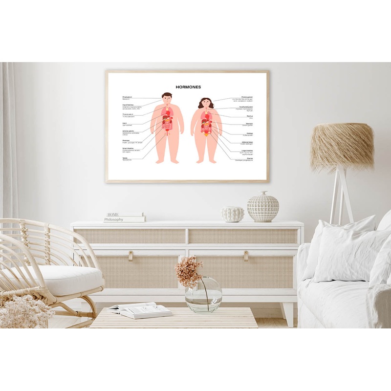 Hormones In Human Body Illustration Home Decor Premium Quality Poster Print Choose Your Sizes