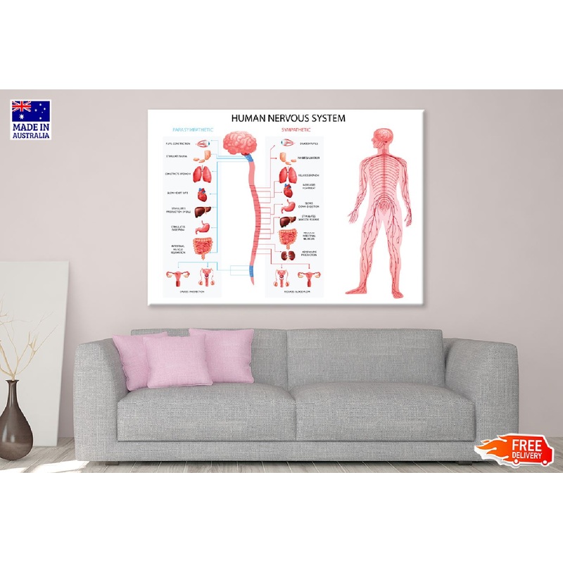 Human Body Nervous System Vector Art Print 100% Australian Made