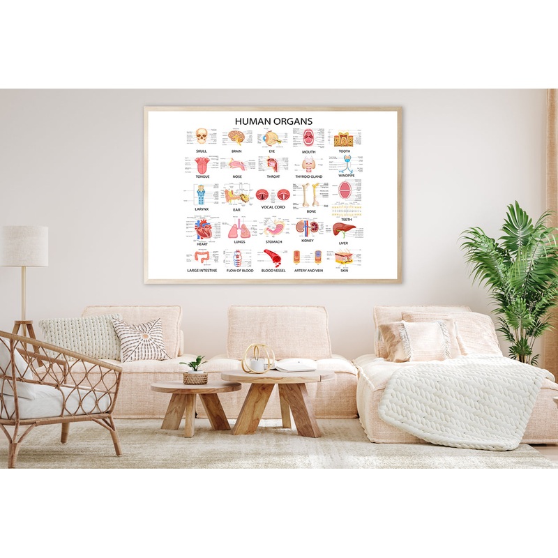 Human Body Organs Home Decor Premium Quality Poster Print Choose Your Sizes