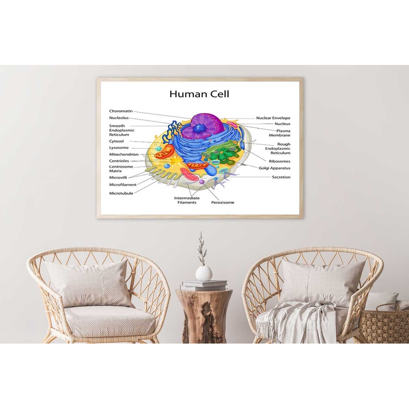 Human Cell Closeup Vector Home Decor Premium Quality Poster Print Choose Your Sizes