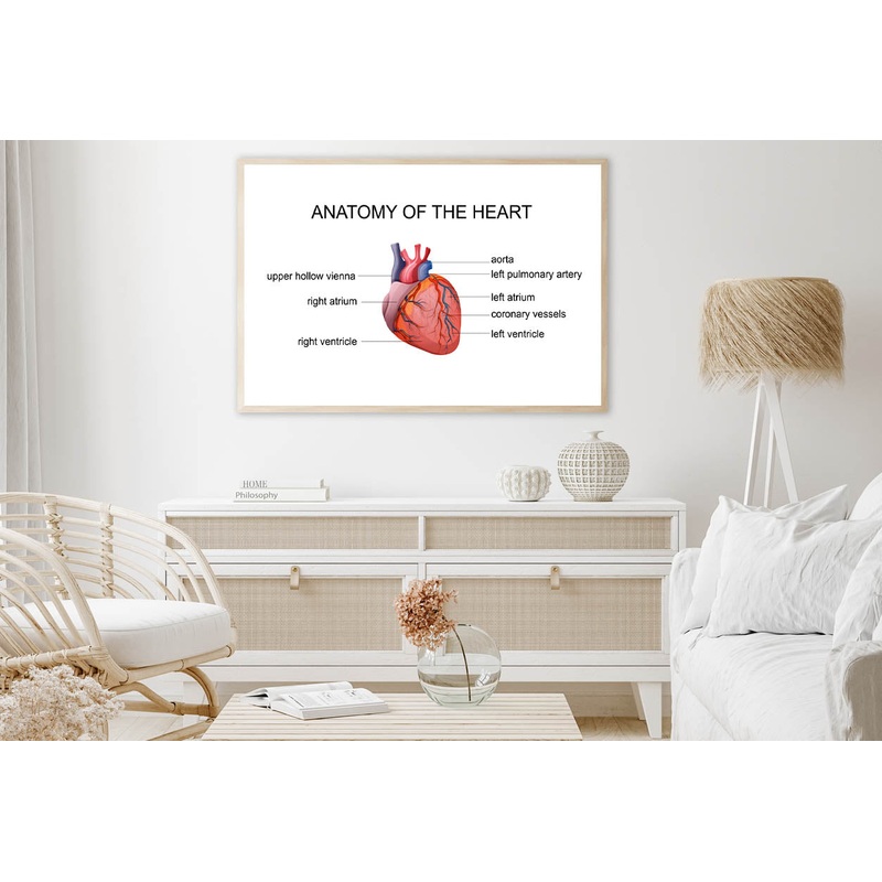 Human Heart Cardiology Illustration Home Decor Premium Quality Poster Print Choose Your Sizes