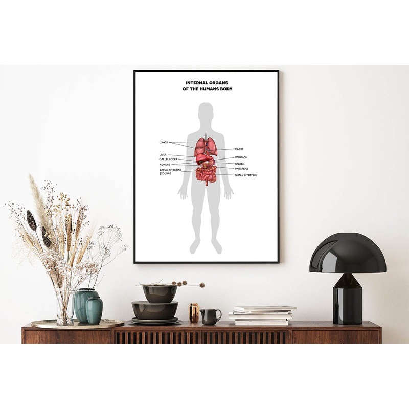 Human Internal Organs Info Illustration Home Decor Premium Quality Poster Print Choose Your Sizes