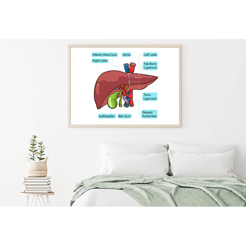 Human Liver Gallbladder Diagram Home Decor Premium Quality Poster Print Choose Your Sizes