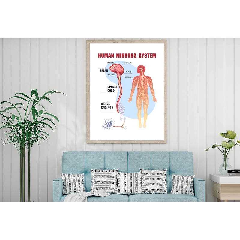 Human Nervous System Home Decor Premium Quality Poster Print Choose Your Sizes