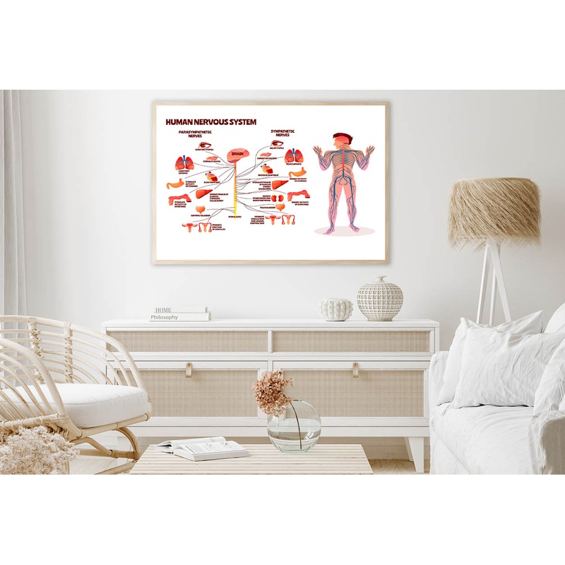 Human Nervous System Vector Home Decor Premium Quality Poster Print Choose Your Sizes