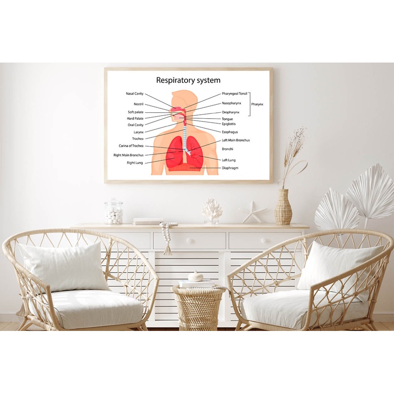 Human Respiratory System Home Decor Premium Quality Poster Print Choose Your Sizes