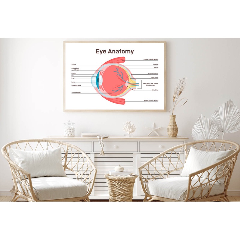 Human Vision Organ Cross Section Home Decor Premium Quality Poster Print Choose Your Sizes