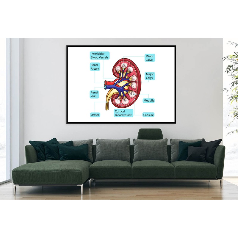 Inside Human Kidney Diagram Home Decor Premium Quality Poster Print Choose Your Sizes