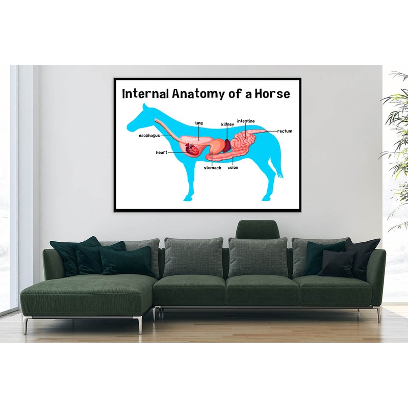 Internal Anatomy of a Horse Home Decor Premium Quality Poster Print Choose Your Sizes