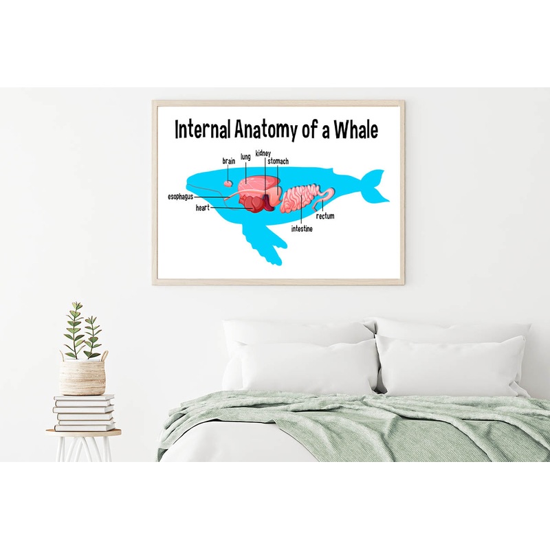 Internal Anatomy of a Whale Home Decor Premium Quality Poster Print Choose Your Sizes