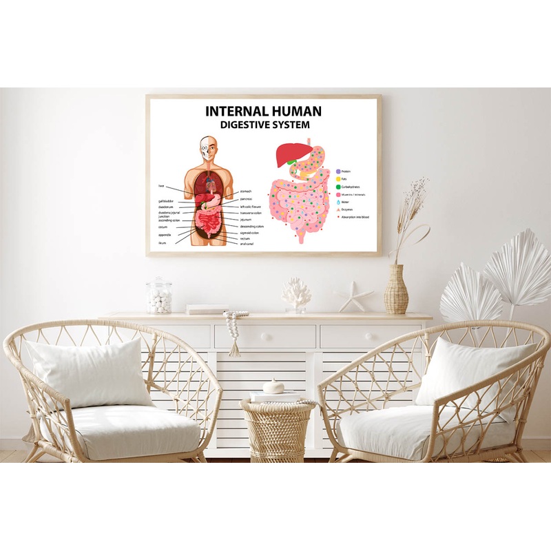 Internal Human Digestive System Illustration Home Decor Premium Quality Poster Print Choose Your Sizes