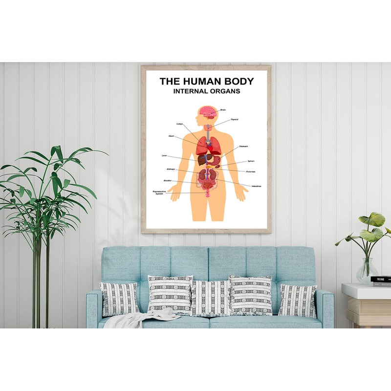 Internal Organs of Human Body Home Decor Premium Quality Poster Print Choose Your Sizes