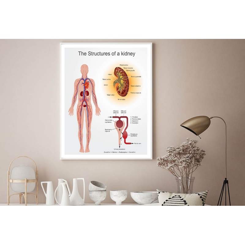 Kidney Structures Stock Illustration Home Decor Premium Quality Poster Print Choose Your Sizes