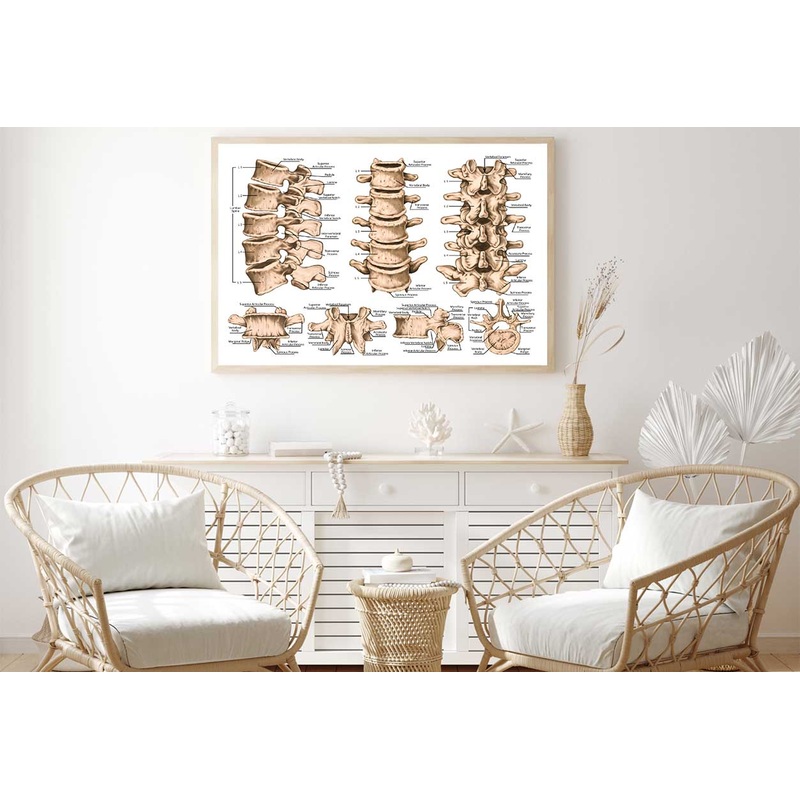 lumbar Spine Structure Human Body Home Decor Premium Quality Poster Print Choose Your Sizes