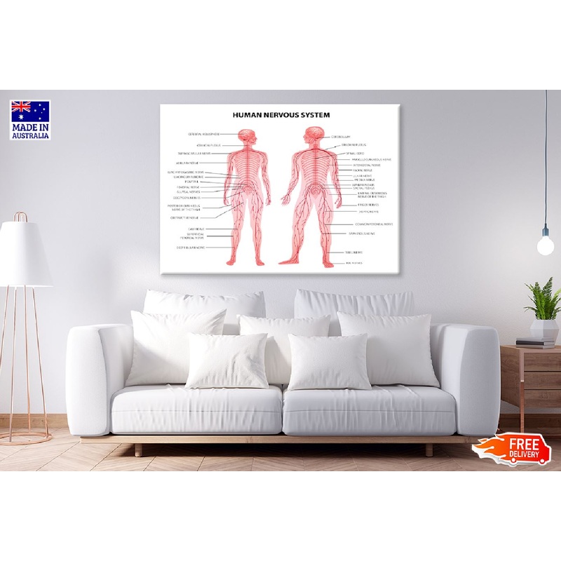 Male & Female Body Anatomy Vector Art Print 100% Australian Made