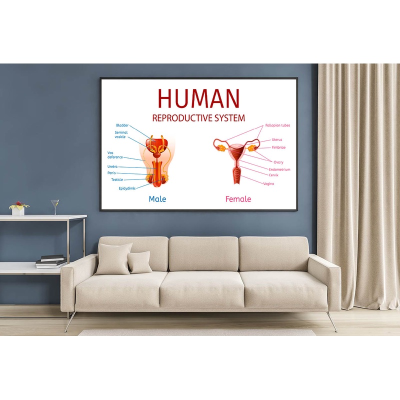 Male & Female Genitals, Labelled Components Home Decor Premium Quality Poster Print Choose Your Sizes