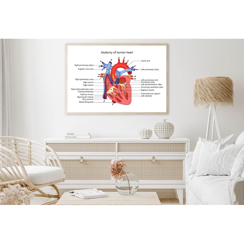 Medical Human Heart Illustration Home Decor Premium Quality Poster Print Choose Your Sizes