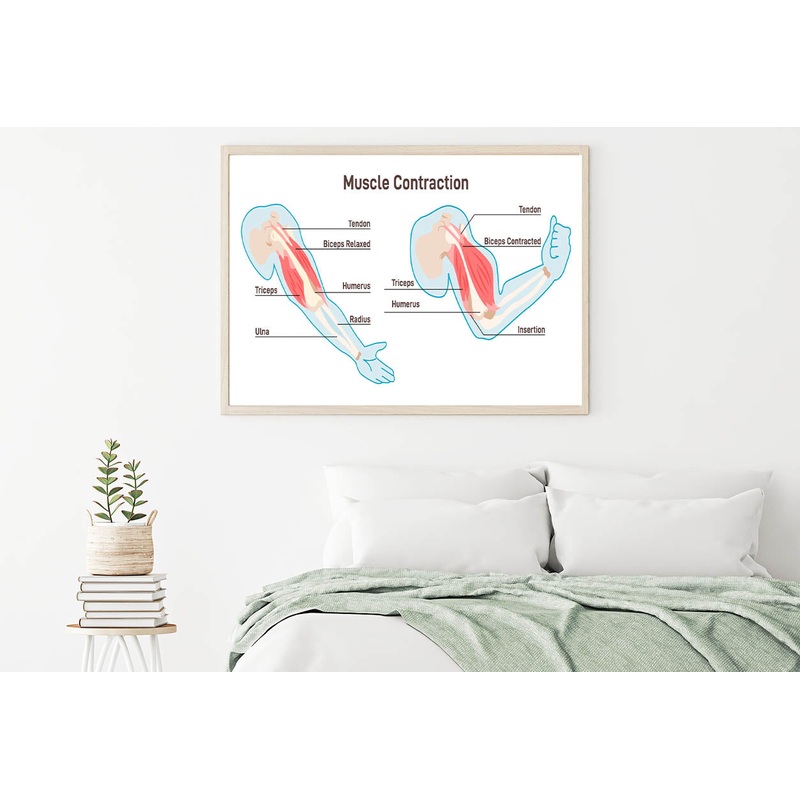 Muscle Contraction Mechanism Home Decor Premium Quality Poster Print Choose Your Sizes